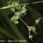 Juncus subnodulosus 花