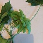 Acer platanoides Vaisius