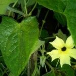 Thunbergia alata Hostoa