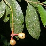 Desmopsis maxonii Frukt