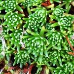 Saxifraga moschata Blad