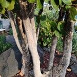 Coccoloba uvifera 樹皮