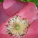 Papaver croceum Flor