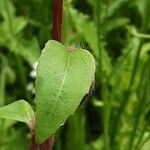 Clarkia unguiculata Blatt