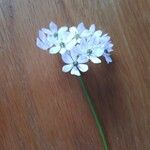 Allium trifoliatum Cvet