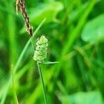 Carex tomentosa ফুল