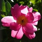 Paeonia mascula Прочее