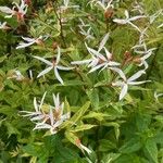 Gillenia trifoliata 花