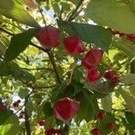 Euonymus latifoliusFlor