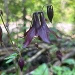 Aquilegia atrata Flower