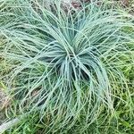 Asphodeline lutea برگ