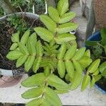 Kalanchoe prolifera Blad