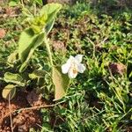 Hibiscus flavifolius 花