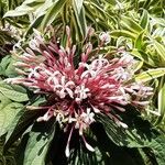 Clerodendrum quadriloculare Цвят