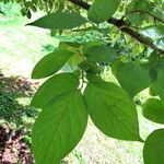 Diospyros kaki Leaf