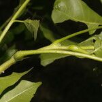 Cedrela odorata Fruit