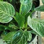 Philodendron tatei Staniste