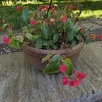 Begonia coccinea ᱥᱟᱠᱟᱢ