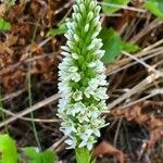 Platanthera elegans Fiore