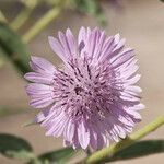 Palafoxia hookeriana Flor