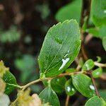 Spiraea chamaedryfolia पत्ता