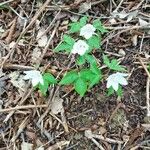 Anemone trifoliaFlor