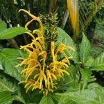 Justicia aurea 花