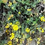 Coronilla minima عادت داشتن