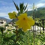 Oenothera glaziovianaFlower