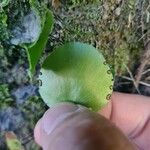 Adiantum reniforme Foglia