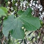 Sicyos malvifolius Hoja