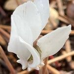 Cyclamen hederifolium Flower