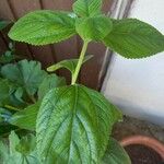 Lippia alba Leaf