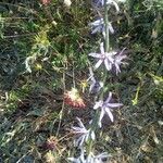 Asyneuma limonifolium Flower