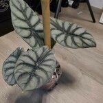 Alocasia bagindaЛист