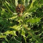 Gundelia tournefortii Blomst