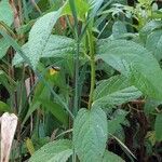 Stachys floridana Blad