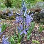 Camassia leichtlinii Flor
