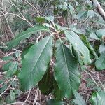 Pittosporum cherrieri Leaf