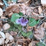 Soldanella alpina Blüte