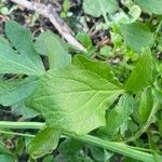 Barbarea orthoceras Leaf