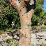 Eucalyptus parvula Corteza