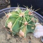 Echinocactus texensis Yaprak