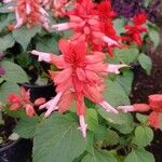 Salvia splendensFlower