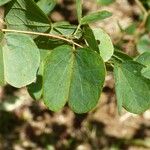 Bauhinia galpinii Leaf