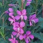 Epilobium angustifoliumÇiçek