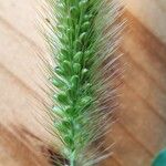 Setaria viridis Λουλούδι