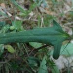 Prunella laciniata Leaf