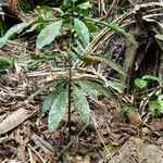 Clavija costaricana Leaf