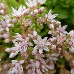 Sedum rubens Flower